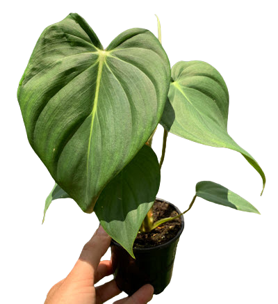 14" Philodendron McDowell Bush